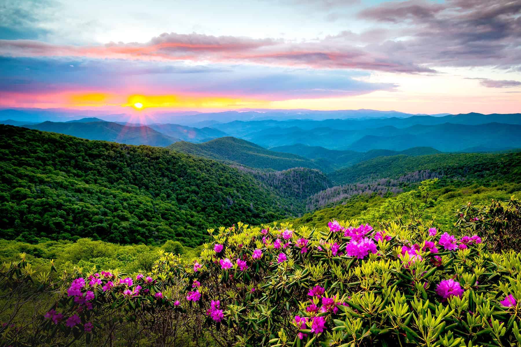 smoky mountains and wildflowers at sunset