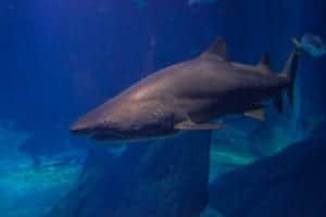sandtiger shark in an aquarium