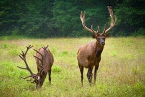 Two smoky mountain elk in a field