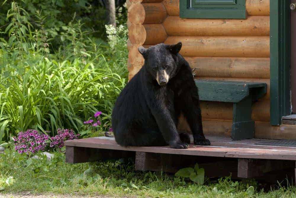 black bear on deck of cabin in Gatlinburg