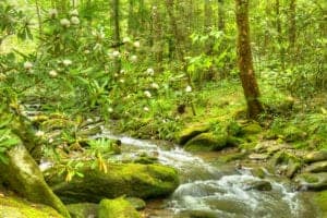 creek in the smoky mountains