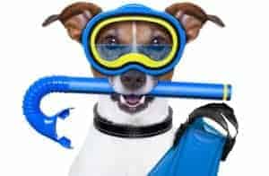 dog with goggles and snorkel