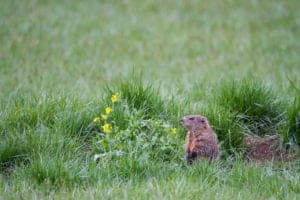 groundhog in an open field