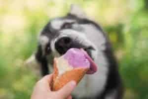 dog eating ice cream cone