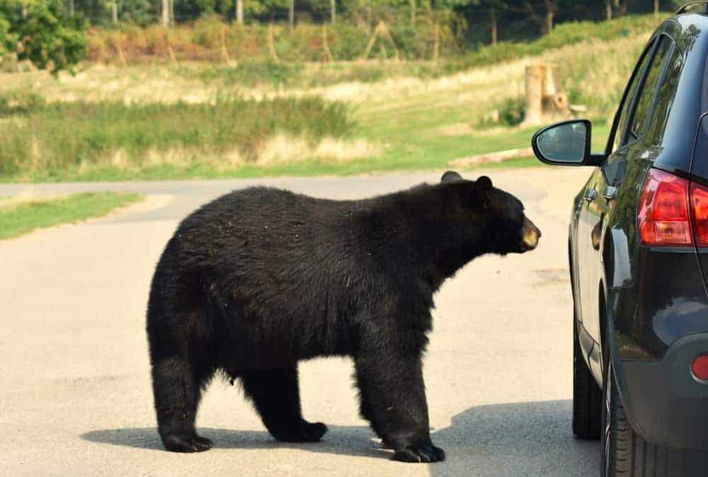 black bear outside of a van in gatlinburg