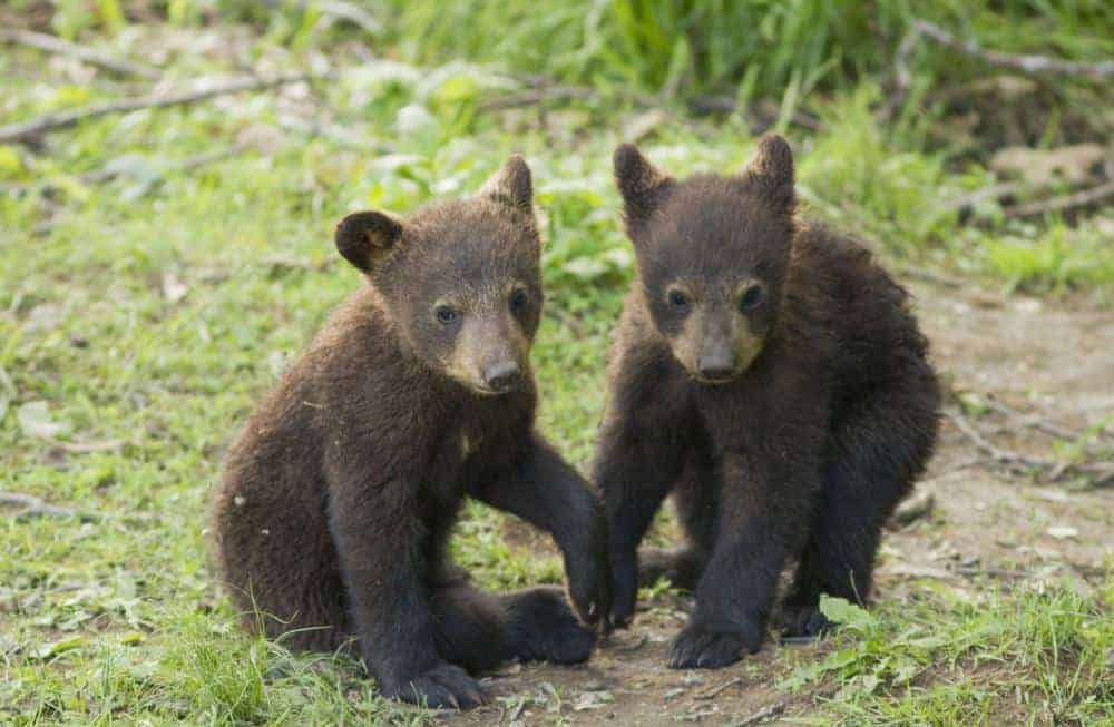 two black bear cubs in grass