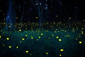 fireflies in the smoky mountains