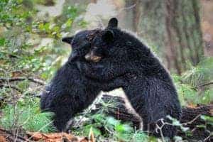 two black bear cubs in smoky mountains