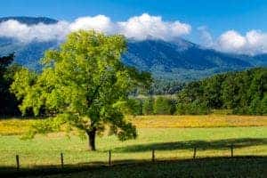 tree in cades cove