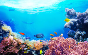 fish in a coral reef
