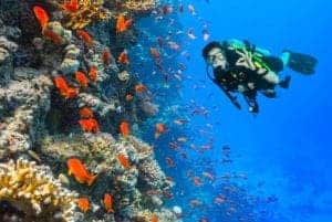 diver in coral reef