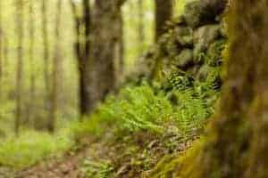 fern in the smoky mountains