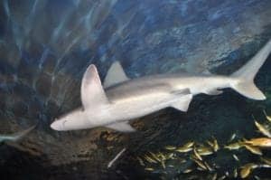 shark in ripley's aquarium