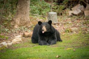 black bear sitting in grass with tongue out