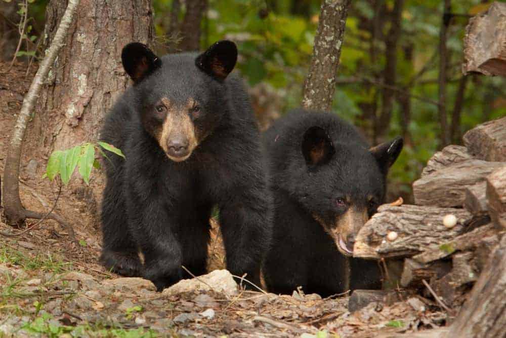 two young bear siblings