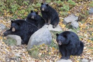 black bear family in gatlinburg