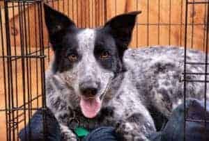 happy dog in crate at cabin