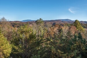 Tree Top