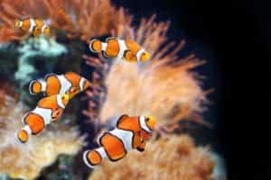 clownfish swimming in a marine aquarium