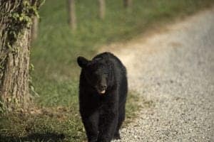 black bear in gatlinburg walking along a road