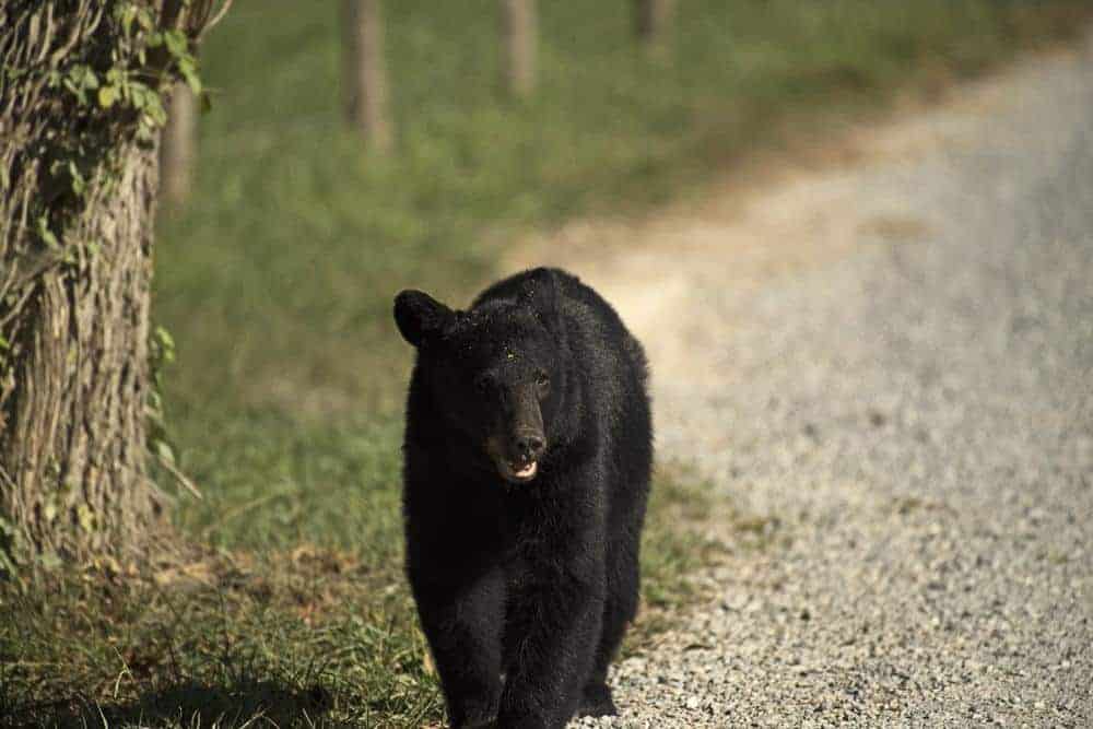 black bear in the smoky mountains