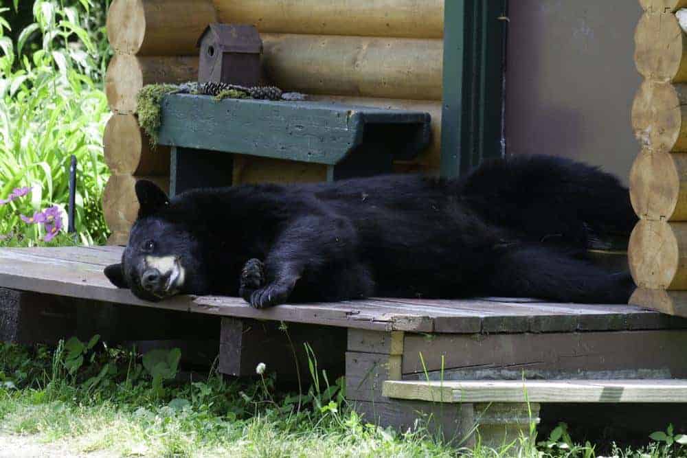black bear on porch of cabin