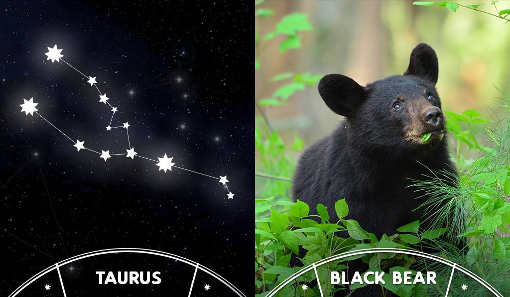 taurus sign and black bear