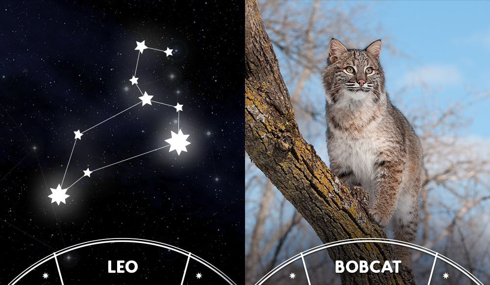 bobcat and leo sign