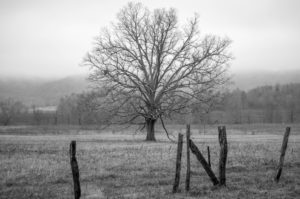 tree in Cades Cove