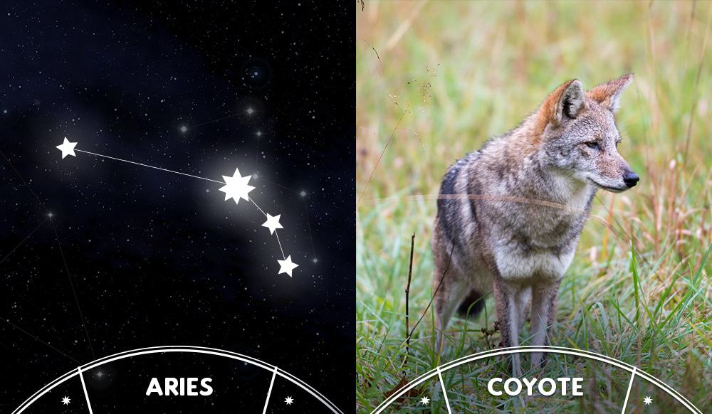 What Smoky Mountain Wildlife Are You Based on Your Zodiac Sign? What Smoky Mountain Wildlife Are You Based on Your Zodiac Sign?