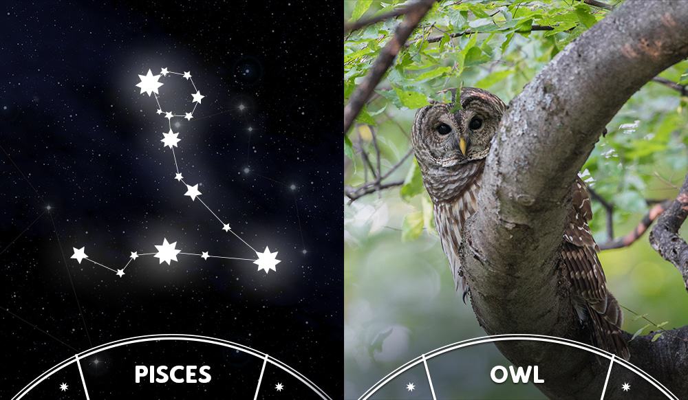 owl and pisces sign