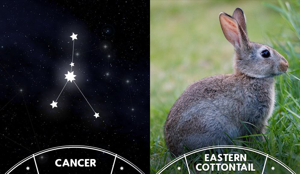 Rabbit and cancer sign