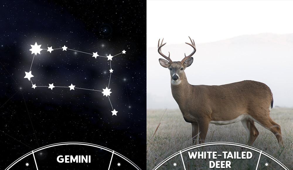white tailed deer and gemini sign