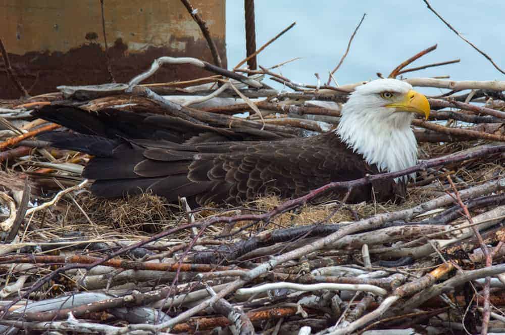bald eagle in a nest