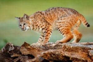 bobcat in the smoky mountains