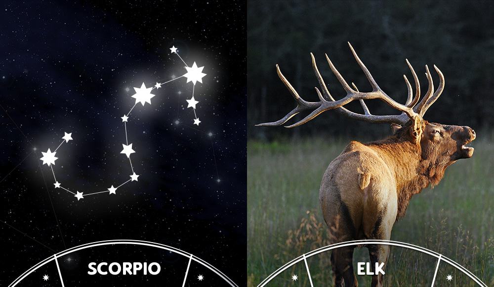 elk and scorpio sign