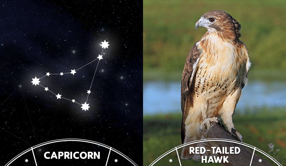 red tailed hawk and capricorn sign
