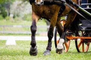 horse pulling carriage