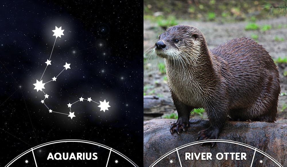river otter and aquarius sign