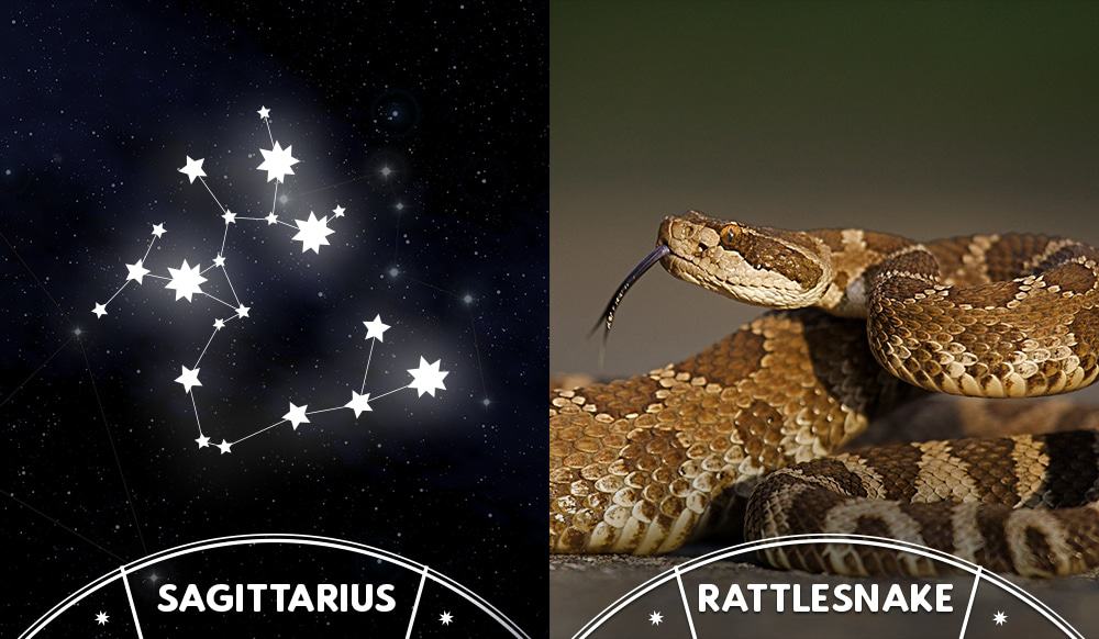 rattlesnake and sagittarius sign