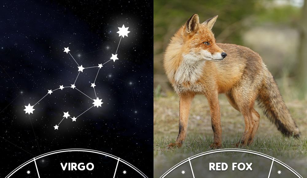 red fox and virgo sign