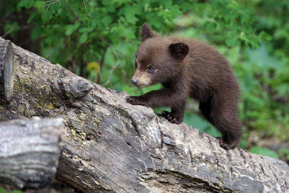 baby black bear