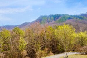 Smoky Bear Lodge