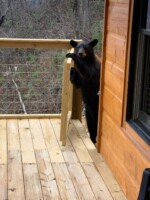 Loanly Bear II Cabin