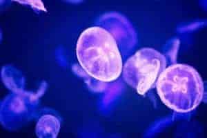 moon jellyfish in an aquarium