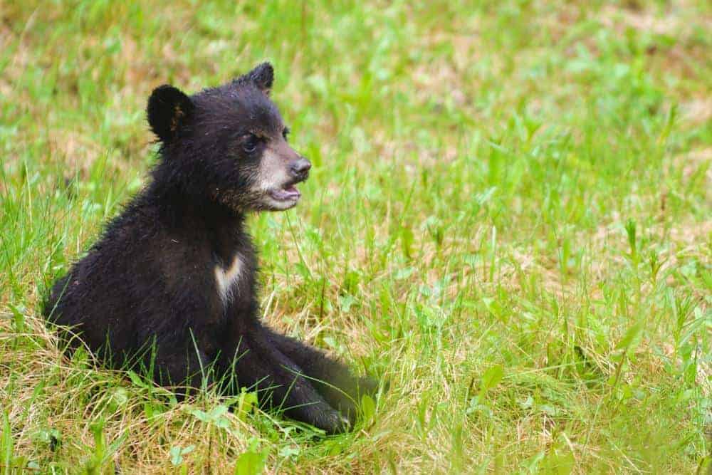 black bear cub in the smoky mountains