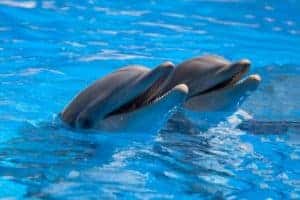 dolphins in pool at attraction