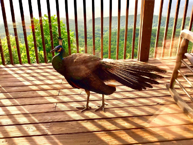 Eagle's View Cabin