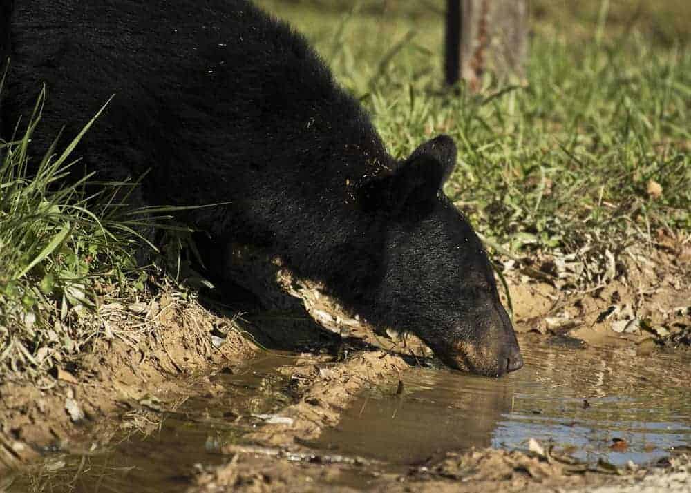 black bear drinking water from pond in cades cove