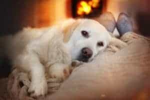 dog in front of fireplace in a cabin